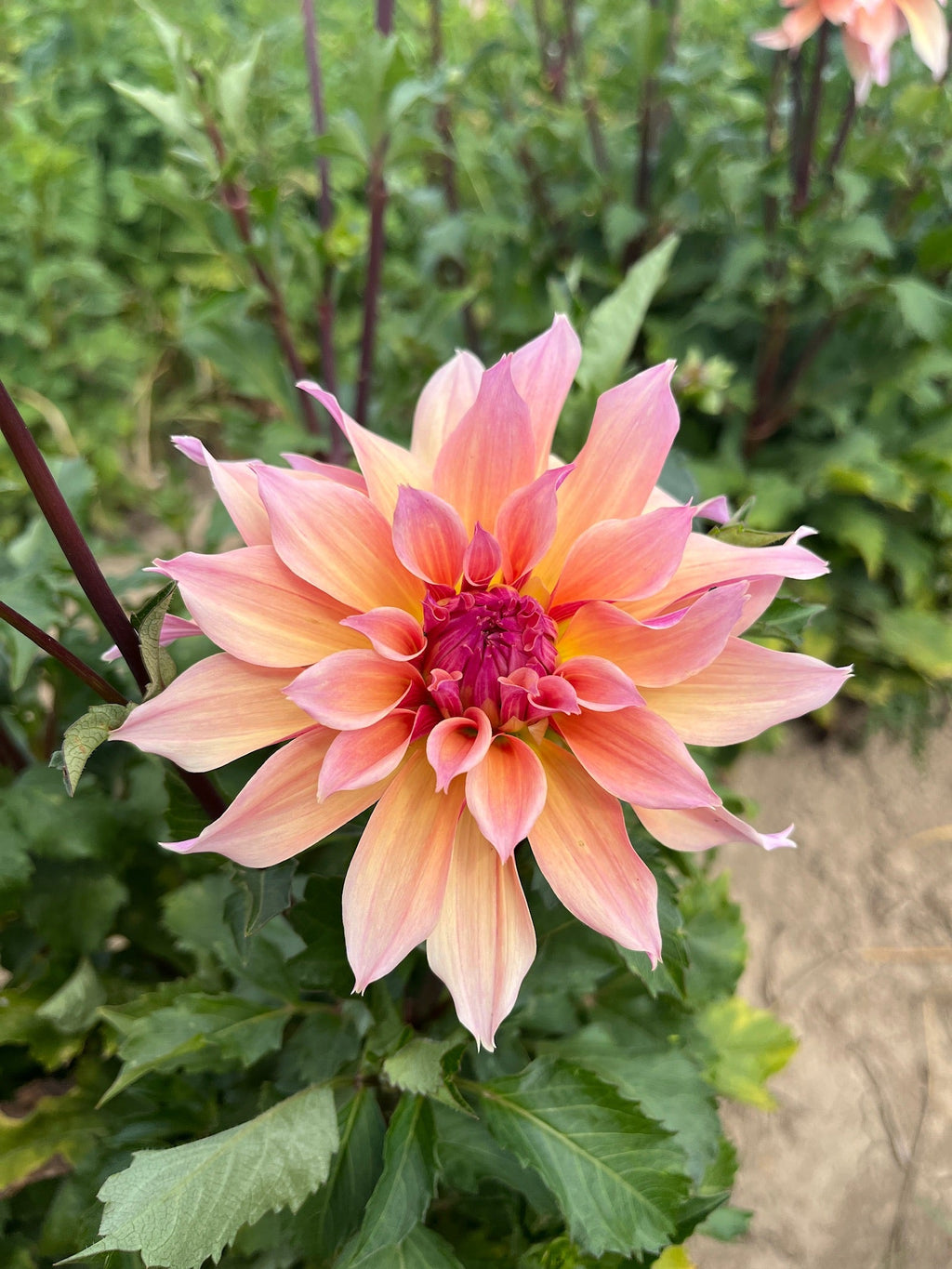 Dahlia Medium-Labyrinth