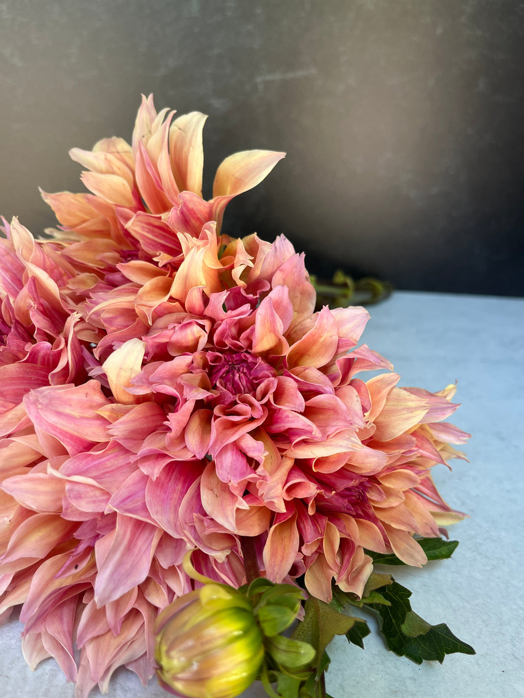 Dahlia Medium-Labyrinth
