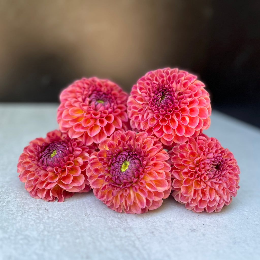 Dahlia Medium-Jowey Winnie
