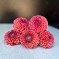 Dahlia Medium-Jowey Winnie