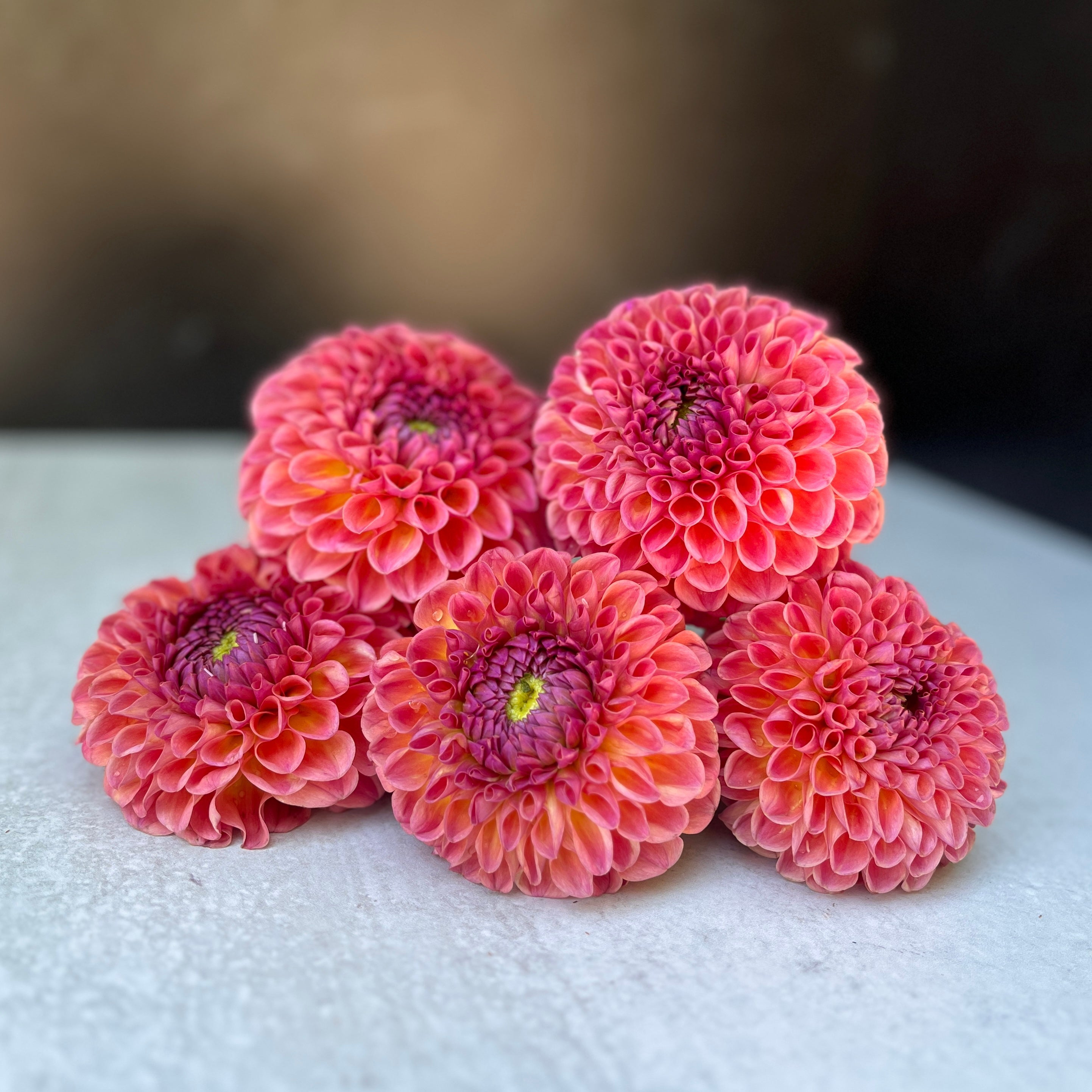 Dahlia Medium-Jowey Winnie