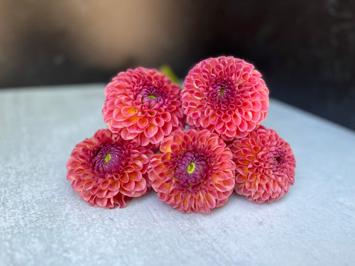 Dahlia Medium-Jowey Winnie