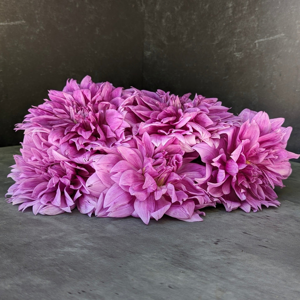 Dahlia Medium-Lilac Time
