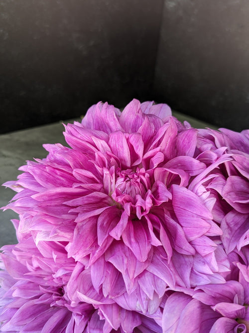 Dahlia Medium-Lilac Time