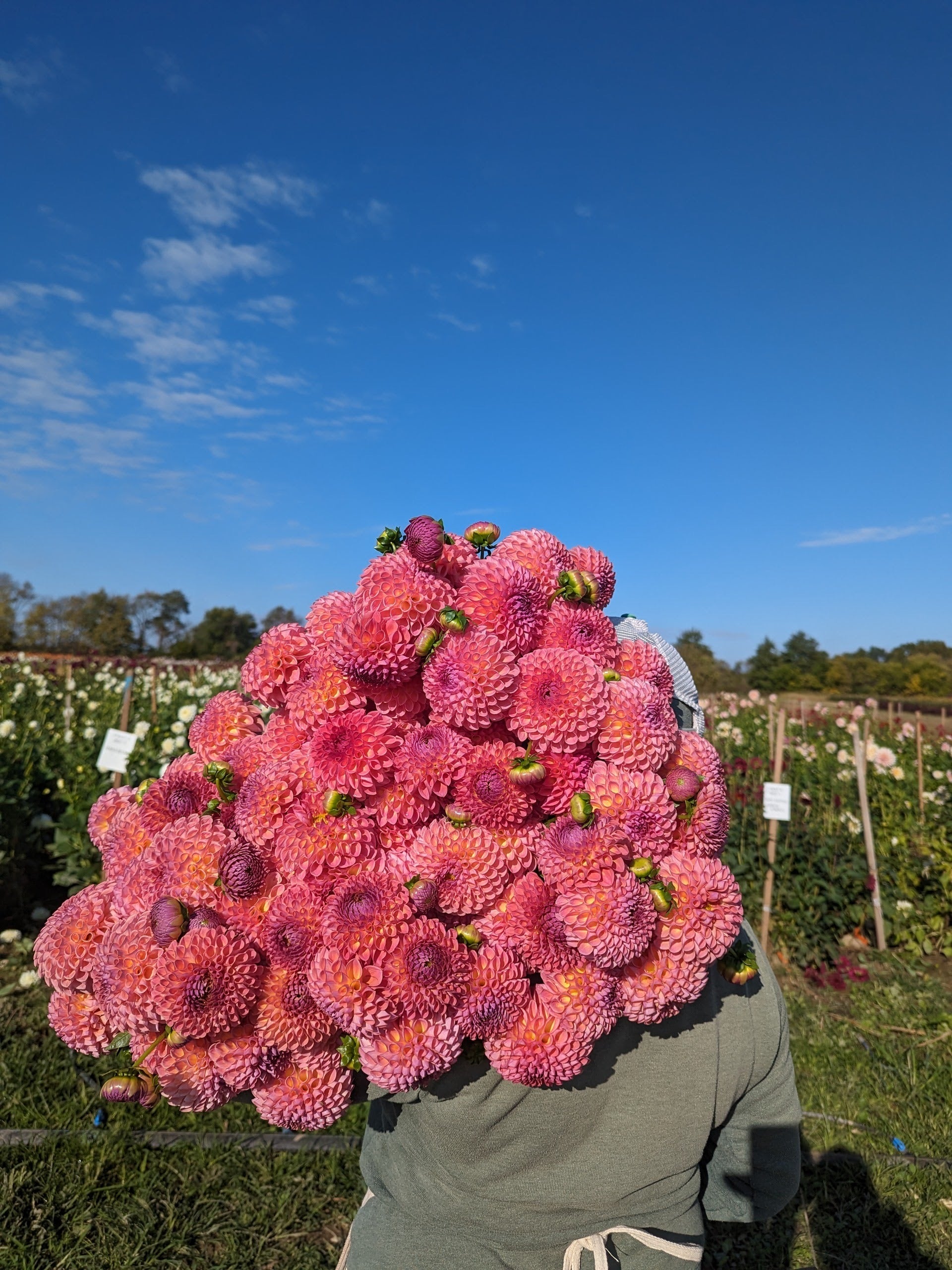 Dahlia Medium-Jowey Winnie