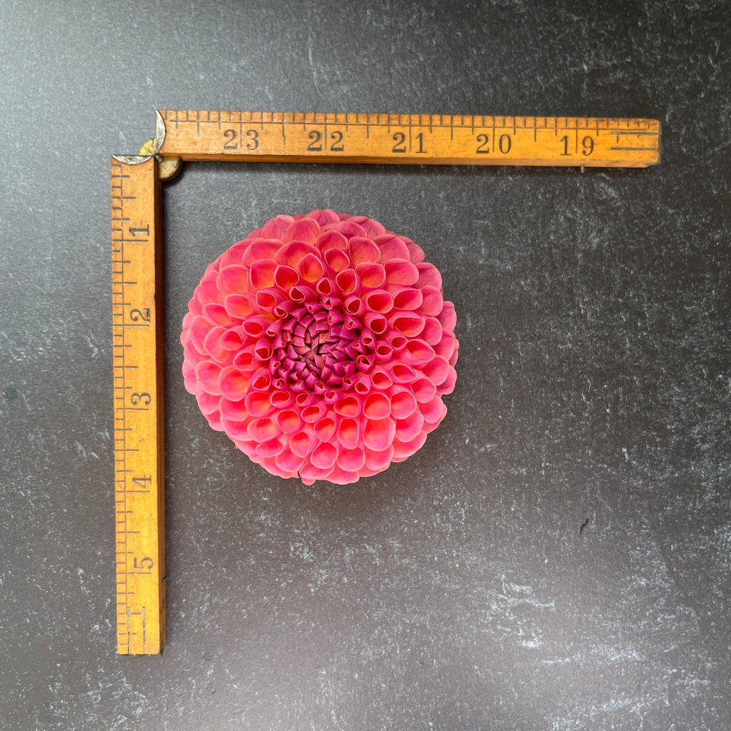 Dahlia Medium-Jowey Winnie